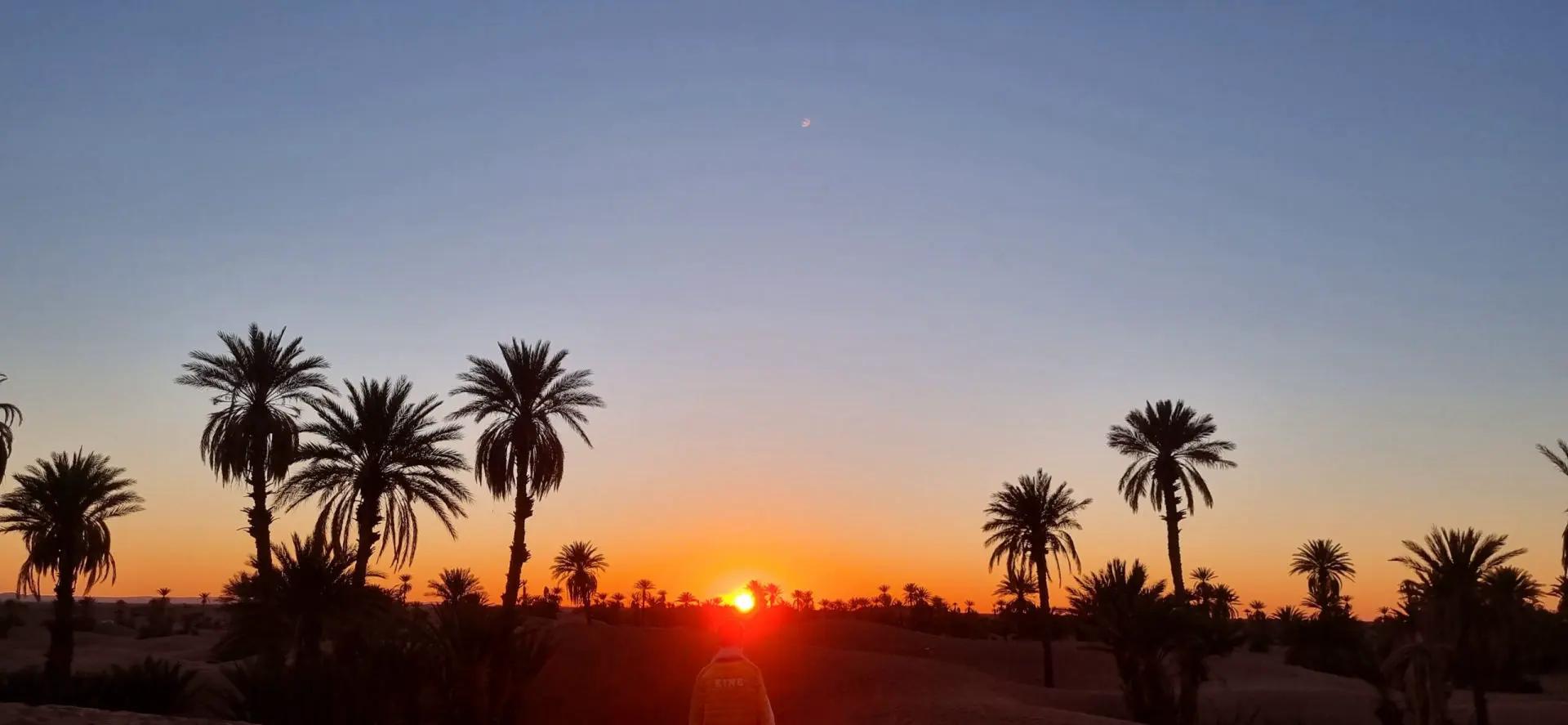 Coucher de soleil sur la palmeraie de M'Hamid, silhouettes entre les palmiers