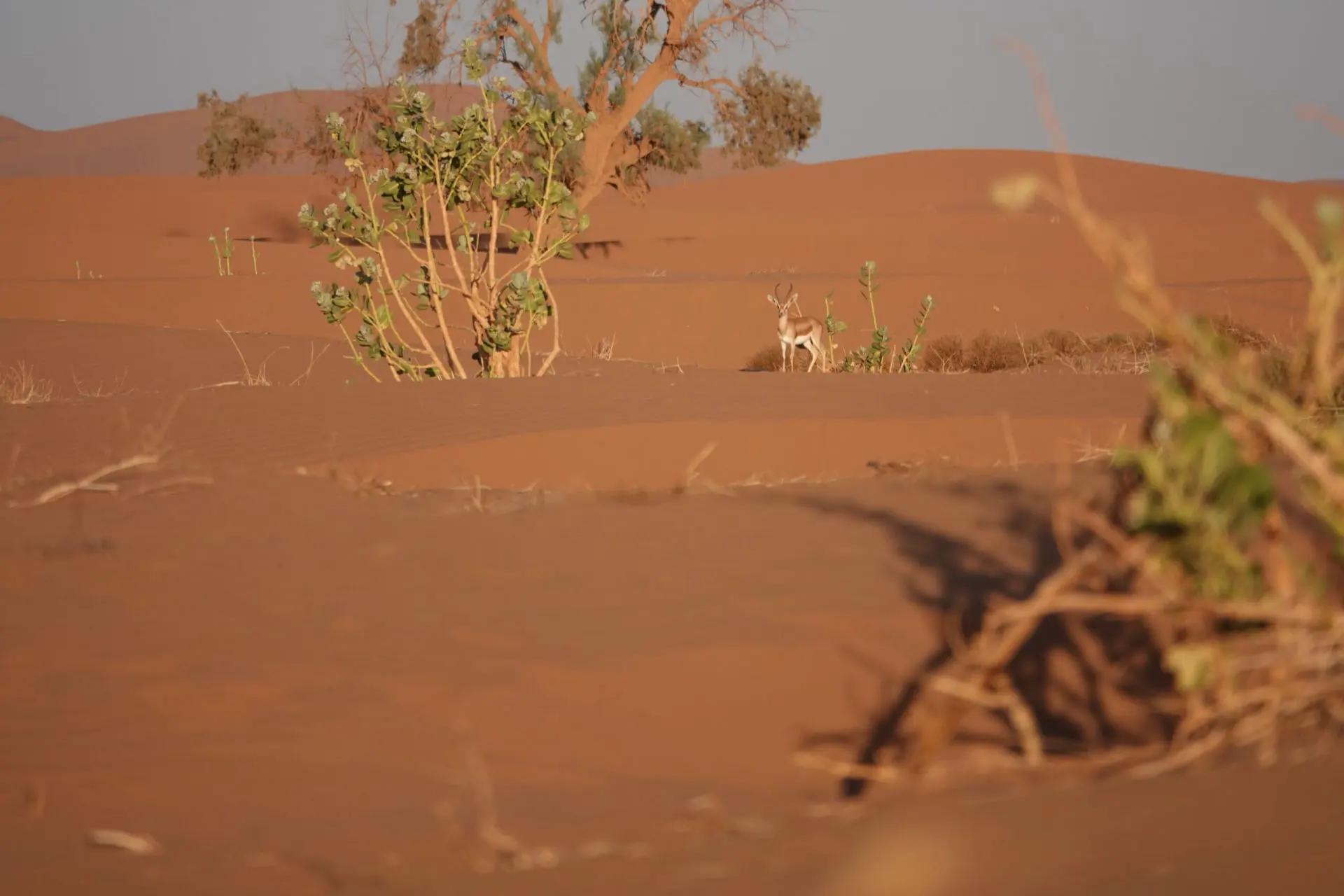 Gazelle parmi les acacias du désert, aux abords de la palmeraie de M'Hamid